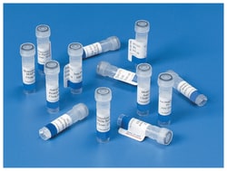 anti-Phosphotyrosine, Clone: PY20, MP Biomedicals