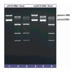 Thermo Scientific EpiJET DNA Methylation Analysis Kit (TaqI/HpyF30I) 200