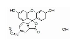 Fluorescein Isothiocyanate I Hydrochloride, 99%, Certified, Thermo Scientific 250 mg | Buy Online | Thermo Scientific Chemicals | Fisher Scientific