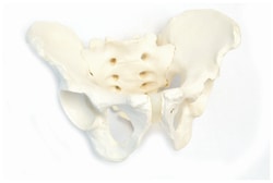 Eisco&trade;&nbsp;Model Human Male Pelvis