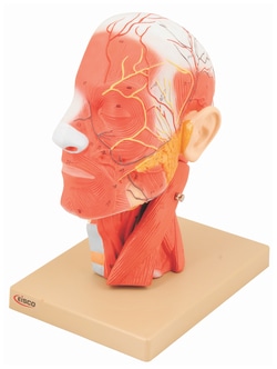 Eisco&trade;&nbsp;Human Head, Cross sectional