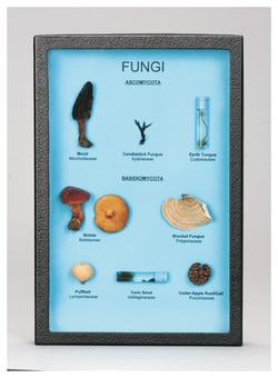 Carolina Fungi Collection Fungi Collection Biorama:Education Supplies,
