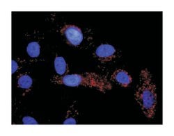 Abnova Corporation&nbsp;anti-RPS6KA5, RELA Protein Protein Interaction Antibody Pair, Abnova&trade;