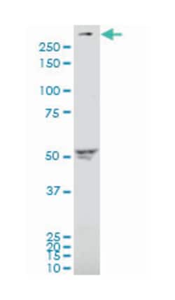 ATP-binding cassette, sub-family A (ABC1), member 4, Mouse, Polyclonal