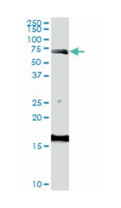ABP1, Mouse, Polyclonal Antibody, Abnova™