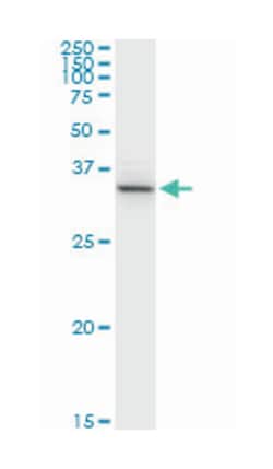 acetyl-Coenzyme A acetyltransferase 2, Rabbit, Purified MaxPab Polyclonal