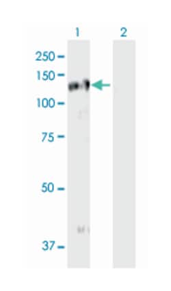 EPHB3, Mouse, Purified MaxPab Polyclonal Antibody, Abnova 50&mu;g; Unlabeled:Antibodies,