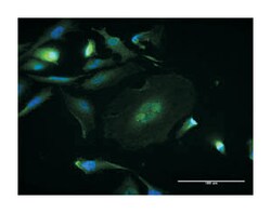 mitogen-activated protein kinase 8, Rabbit, Purified MaxPab Polyclonal