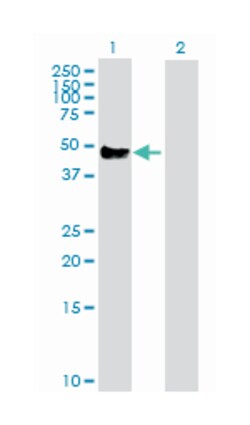 CD14 molecule, Rabbit, Purified MaxPab Polyclonal Antibody, Abnova 100&mu;g;