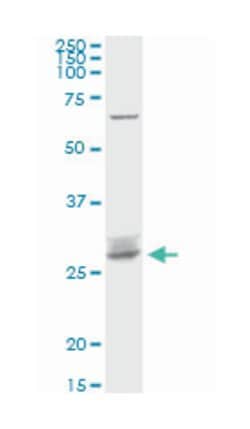 Rho GDP dissociation inhibitor (GDI) beta, Rabbit, Purified MaxPab Polyclonal