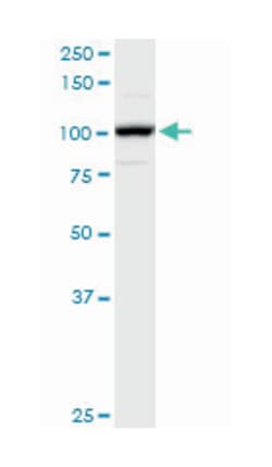 adenosine deaminase, RNA-specific, Mouse, Purified MaxPab Polyclonal Antibody,
