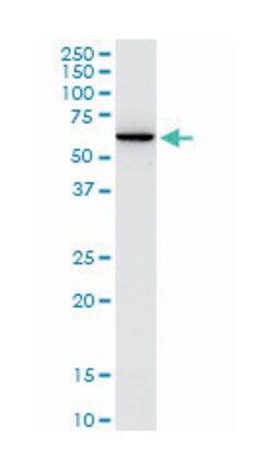 advanced glycosylation end product-specific receptor, Rabbit, Purified MaxPab Polyclonal Antibody, Abnova 100 &mu;g | Buy Online | Abnova | Fisher Scientific