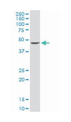 S-adenosylhomocysteine hydrolase, Rabbit, Purified MaxPab Polyclonal Antibody,