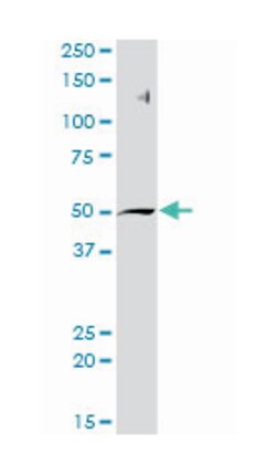 S-adenosylhomocysteine hydrolase, Rabbit, Purified MaxPab Polyclonal Antibody,