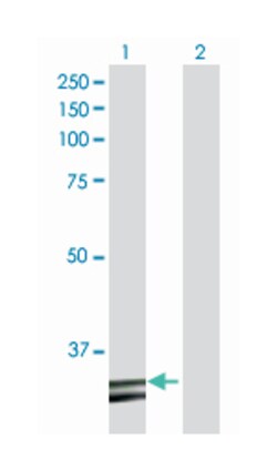 hydroxyacyl-Coenzyme A dehydrogenase, Rabbit, Purified MaxPab Polyclonal