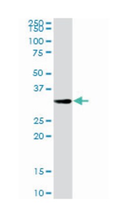 hydroxyacyl-Coenzyme A dehydrogenase, Rabbit, Purified MaxPab Polyclonal