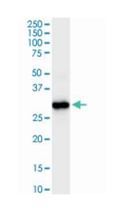 hydroxyacyl-Coenzyme A dehydrogenase, Rabbit, Purified MaxPab Polyclonal