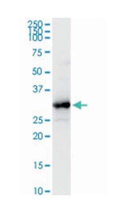 hydroxyacyl-Coenzyme A dehydrogenase, Rabbit, Purified MaxPab Polyclonal