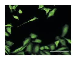 hydroxyacyl-Coenzyme A dehydrogenase, Rabbit, Purified MaxPab Polyclonal