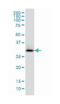 hydroxyacyl-Coenzyme A dehydrogenase, Mouse, Clone: 4B5, Abnova&trade;
