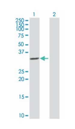 interleukin 1, beta, Rabbit, Purified MaxPab Polyclonal Antibody, Abnova 100 &mu;g | Buy Online | Abnova Corporation | Fisher Scientific