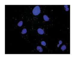 met proto-oncogene (hepatocyte growth factor receptor), Mouse, Purified