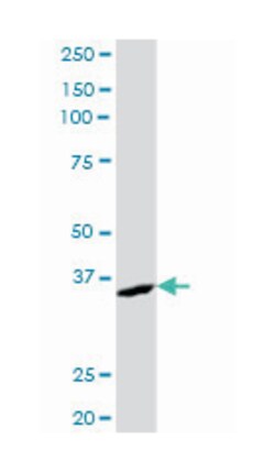 AKR7A2, Mouse, Purified MaxPab Polyclonal Antibody, Abnova 50 &mu;g | Buy Online | Abnova Corporation | Fisher Scientific