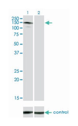 ABL2, Mouse, Clone: 6D5, Abnova 100&mu;g; Unlabeled:Antibodies, Monoclonal