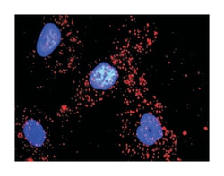 actin, gamma 1, Mouse, Clone: 1G6, Abnova 100&mu;g; Unlabeled:Antibodies,