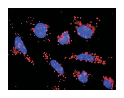 activin A receptor, type IB, Mouse, Clone: 1C1, Abnova&trade;