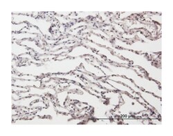 adenosine deaminase, RNA-specific, Mouse, Purified MaxPab Polyclonal Antibody,