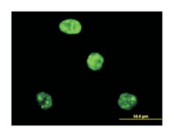 adenosine deaminase, RNA-specific, Mouse, Purified MaxPab Polyclonal Antibody,