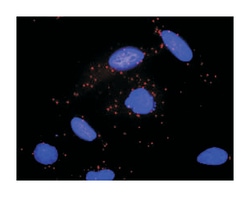 ADCY2, Mouse, Clone: 1D4, Abnova 100μg; Unlabeled:Antibodies, Monoclonal