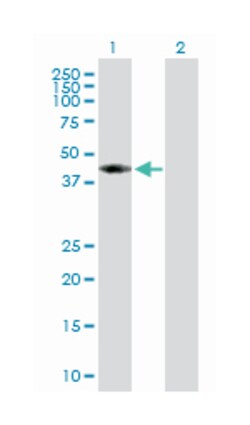 S-adenosylhomocysteine hydrolase, Rabbit, Purified MaxPab Polyclonal Antibody,