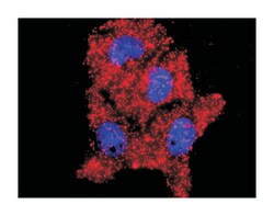 v-akt murine thymoma viral oncogene homolog 1, Rabbit, Purified MaxPab