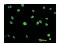 v-akt murine thymoma viral oncogene homolog 1, Mouse, Clone: 2E11, Abnova