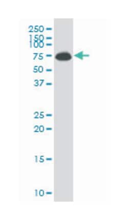 ALAS1, Mouse, Clone: 3G10, Abnova 100&mu;g; Unlabeled:Antibodies, Monoclonal