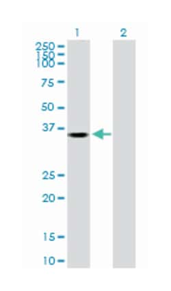 aldo-keto reductase family 1, member B1 (aldose reductase), Rabbit, Purified
