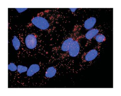 v-akt murine thymoma viral oncogene homolog 1, Rabbit, Purified MaxPab