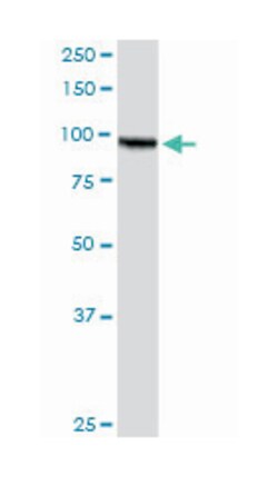 AMPD2 (M09A), Mouse anti-Human, Clone: 6A8, Abnova 200&mu;L; Unlabeled:Antibodies,