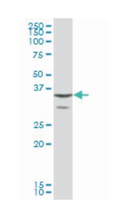 annexin A1, Mouse, Purified MaxPab Polyclonal Antibody, Abnova 50&mu;g;
