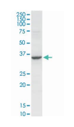 annexin A2, Rabbit, Purified MaxPab Polyclonal Antibody, Abnova 100 &mu;g | Buy Online | Abnova | Fisher Scientific