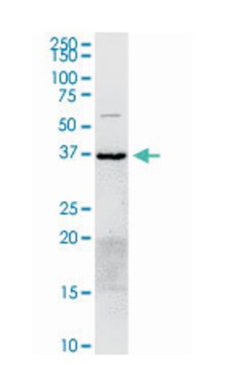 annexin A2, Rabbit, Purified MaxPab Polyclonal Antibody, Abnova 100 &mu;g | Buy Online | Abnova | Fisher Scientific