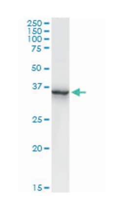 annexin A2, Rabbit, Purified MaxPab Polyclonal Antibody, Abnova 100 &mu;g | Buy Online | Abnova | Fisher Scientific