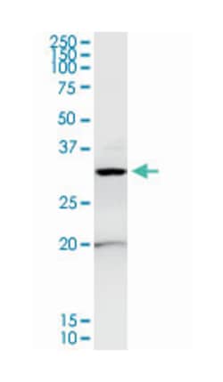 annexin A4, Rabbit, Purified MaxPab Polyclonal Antibody, Abnova 100&mu;g;