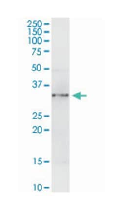 annexin A4, Rabbit, Purified MaxPab Polyclonal Antibody, Abnova 100&mu;g;