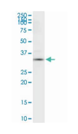 annexin A4, Rabbit, Purified MaxPab Polyclonal Antibody, Abnova 100&mu;g;