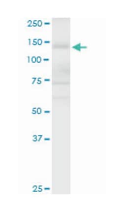 APAF1, Rabbit, Purified MaxPab Polyclonal Antibody, Abnova 100&mu;g; Unlabeled:Antibodies,