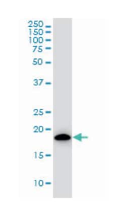 ADP-ribosylation factor 5, Mouse, Clone: 1B4, Abnova 100&mu;g; Unlabeled:Antibodies,