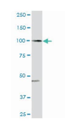 Rho GTPase activating protein 4, Rabbit, Purified MaxPab Polyclonal Antibody,